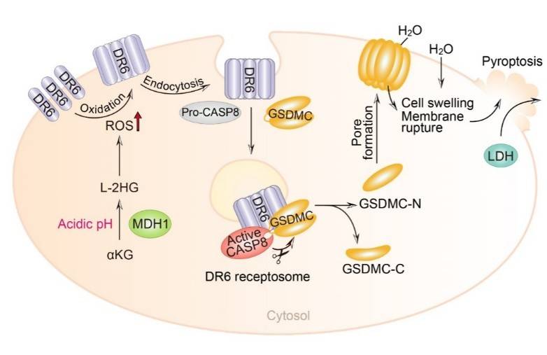 厦门大学吴乔教授课题组在cell research发文阐释代谢物诱导焦亡的新