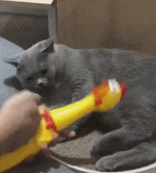 猫咪喜欢咬人,主人用