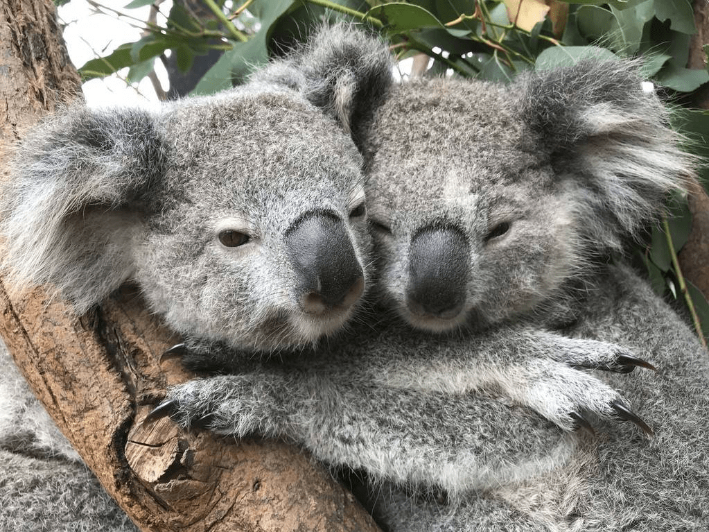 澳大利亚考拉宝宝互相拥抱 画面太温馨了