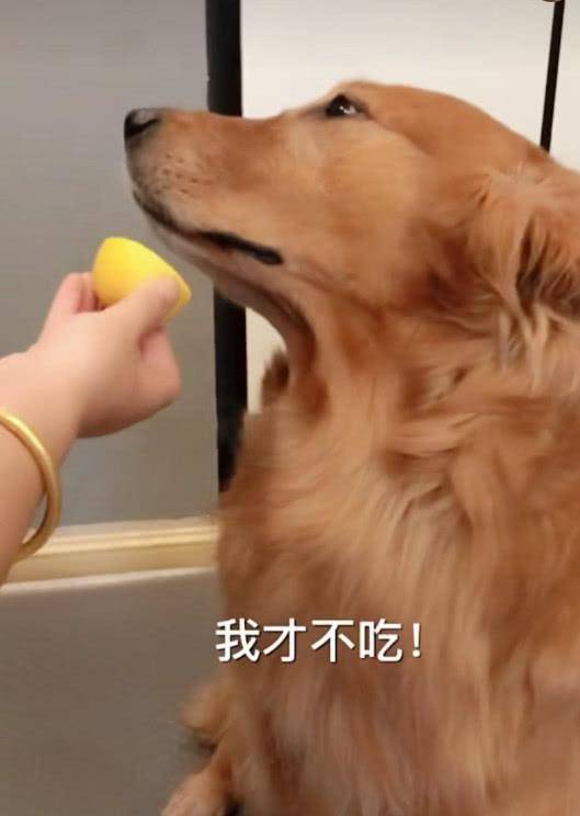 原创主人给狗吃柠檬,两只金毛都嫌弃死了!只有二哈画风清气