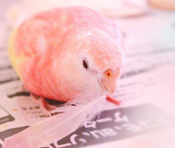 日本一网友养了只水蜜桃色的鹦鹉,简直比仙女还要粉嫩