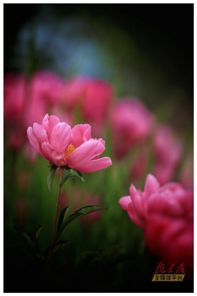 【美图庆阳】庭前芍药正旖旎