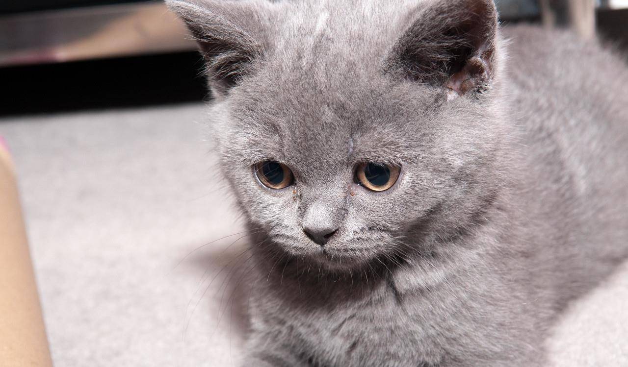 原创英短猫虽然可爱,但是容易得一种病,可能危及生命!