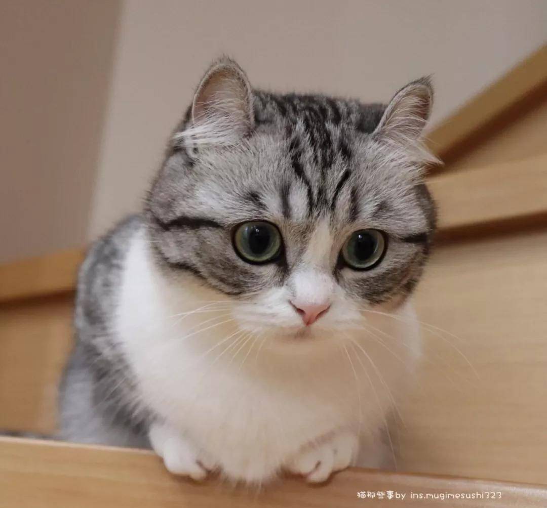 一只可爱的男曼基康猫,看了想偷_komaru