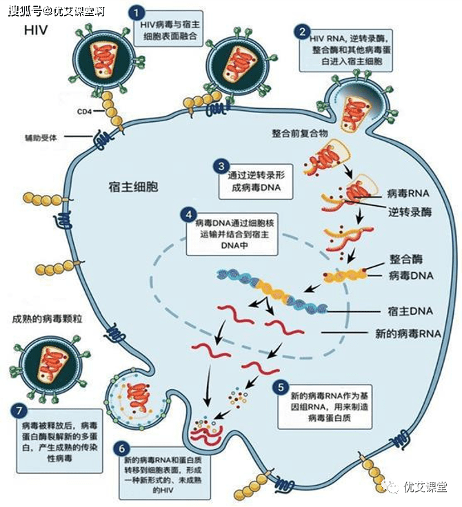 1)结合,2)融合,3)逆转录,4)整合,5)复制,6)组装 和7)出芽.