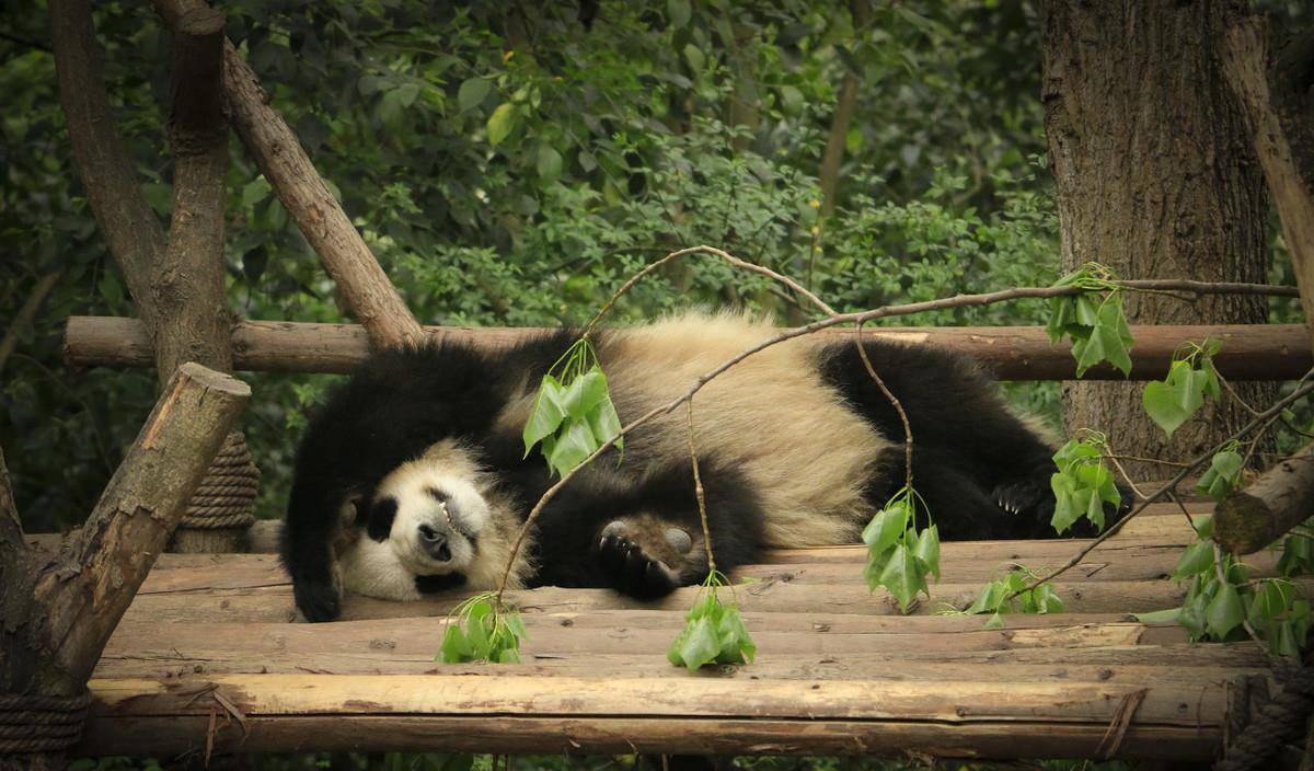 "熊猫"中国最珍贵濒危十大动物之一