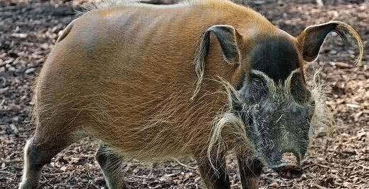 河猪也是野猪的一种,主要分布在广袤的非洲草原之上,可以说非洲每一个