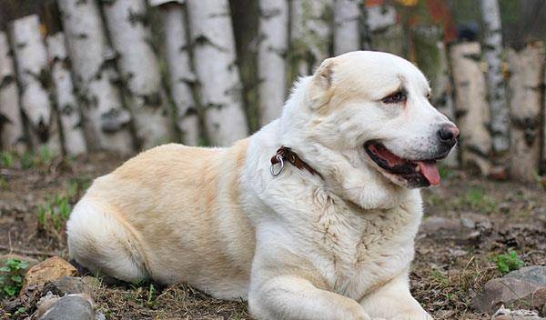 阿拉拜咬狼犬,别名:阿拉拜,中亚,土库曼狼狗,土库曼牧羊犬