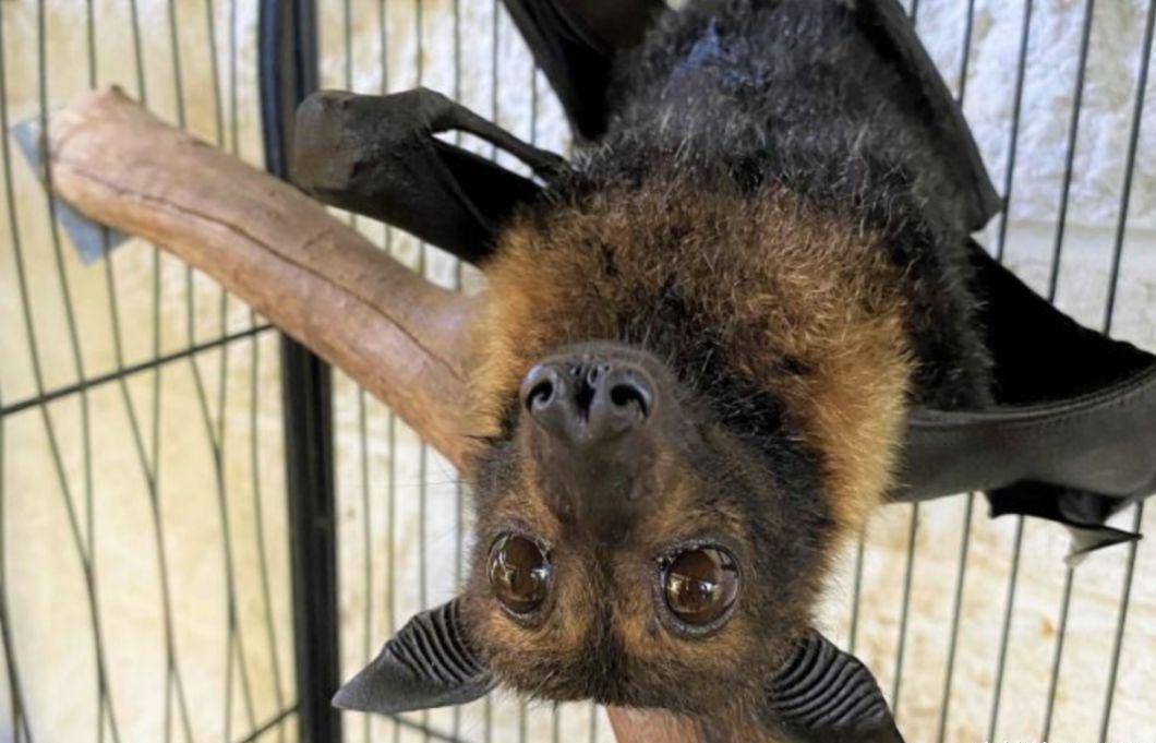 原创密密麻麻的蝙蝠出现在澳大利亚小镇当地居民苦不堪言