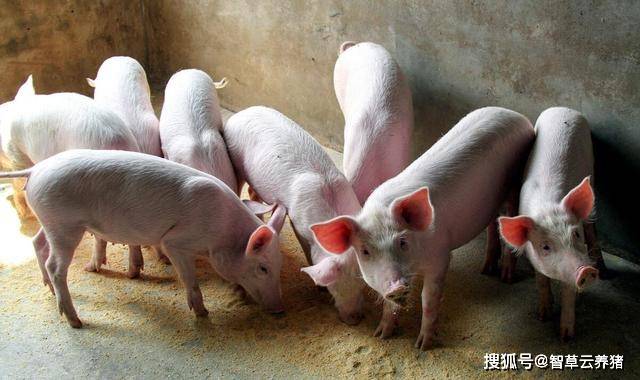 猪传染性胸膜肺炎流行特征及防控措施