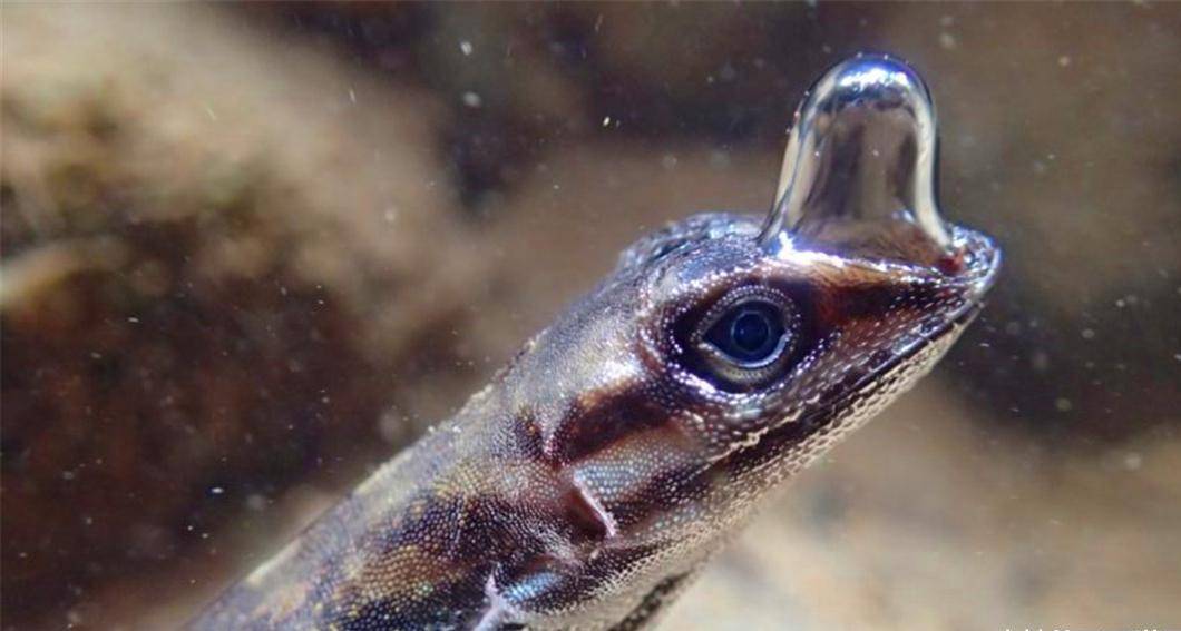 研究人员发现,这些美洲蜥蜴拥有一种非凡能力,它们能在水下呼吸,但与