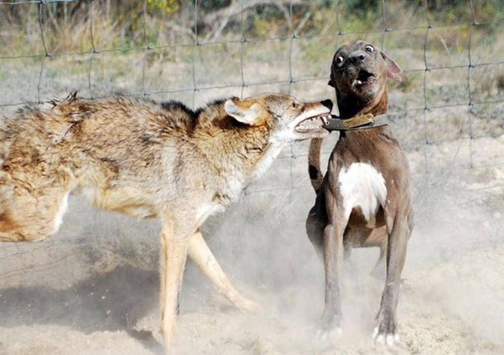 原创猎狼犬真能杀死野狼哪怕狼被链子拴住也能一打三