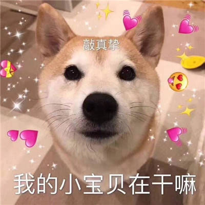 小柴犬可爱表情包:是我暗示的还不够明显吗