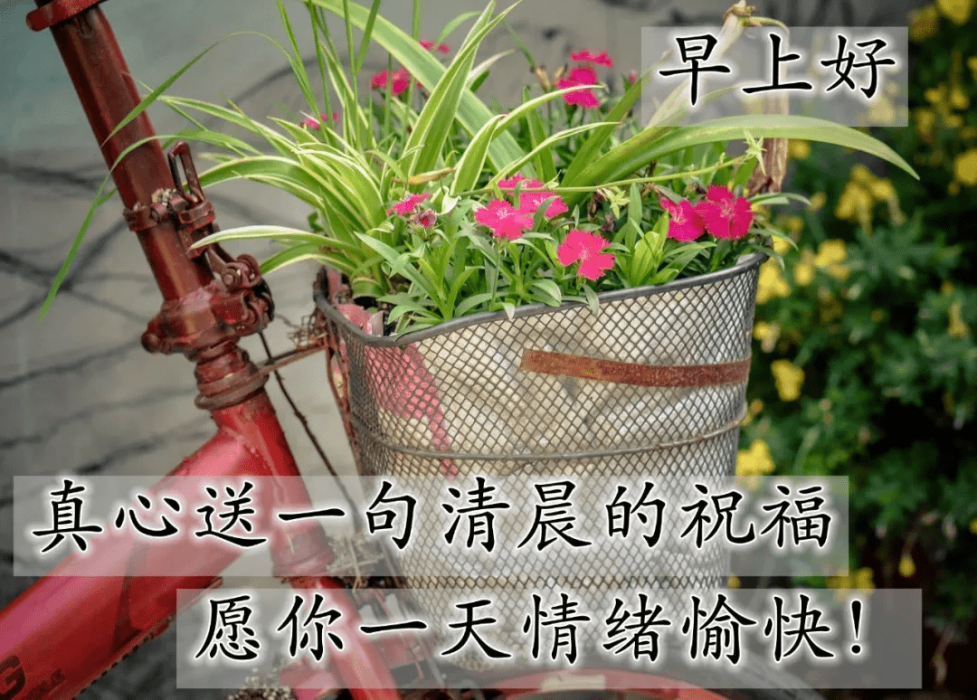 最阳光的早上好问候祝福美图 清晨祝福文字图片精选