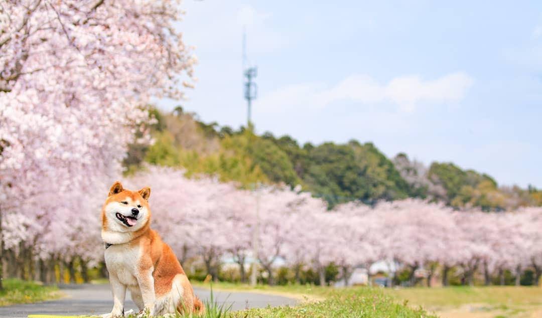 原创在樱花下傻笑的那只狗狗,能够治愈你吗?看着这只日本网红柴犬吧