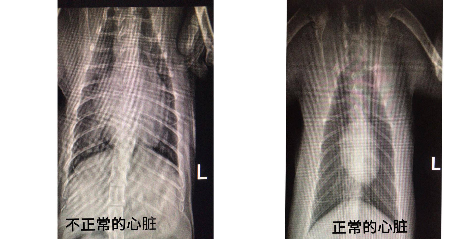 辟谣,肥厚性心肌病不仅针对品种猫,它已悄无声息带走很多田园猫