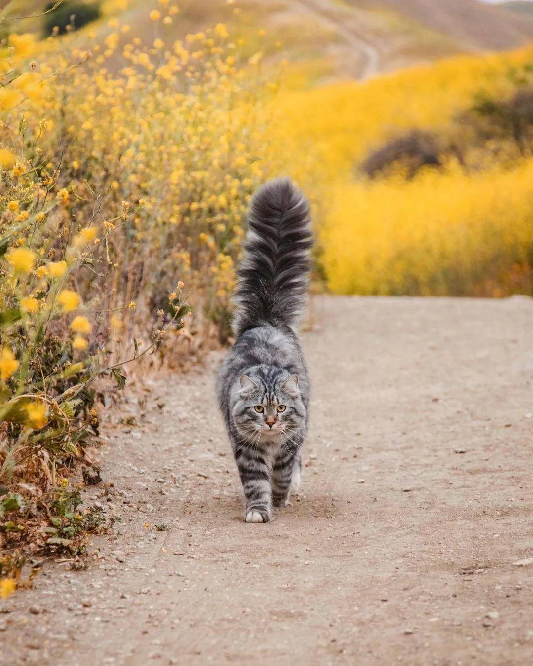 都说猫走路秒杀超模可我家大肥橘咋这么磕碜呢