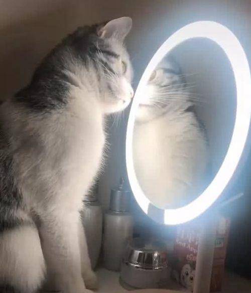 猫咪学主人照镜子看到自己的模样差点美哭了