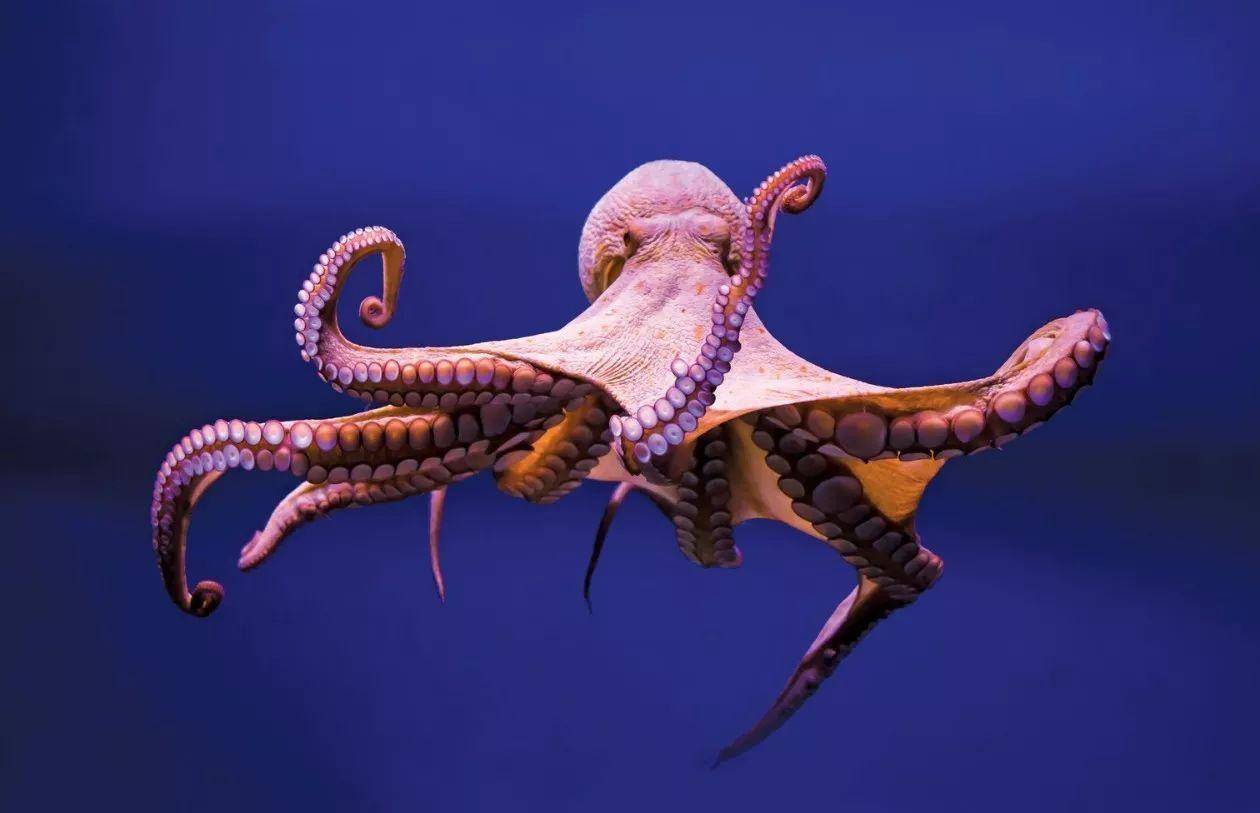原创章鱼基因比人类还多,这个原始生物真让人费解