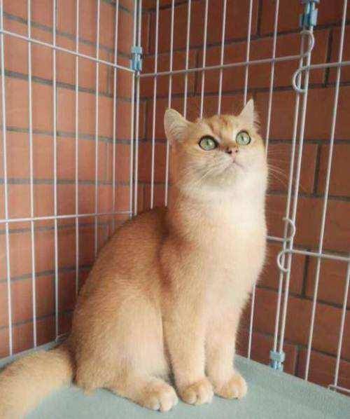 英国短毛猫的十五种毛色看看你家主子属于哪种吧