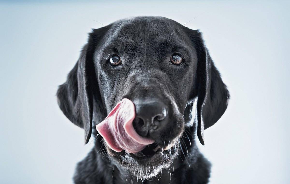 狗狗舔嘴巴的几个意思您了解吗