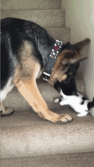 这年头,连狗子都开始毫无尊严的吸猫了!