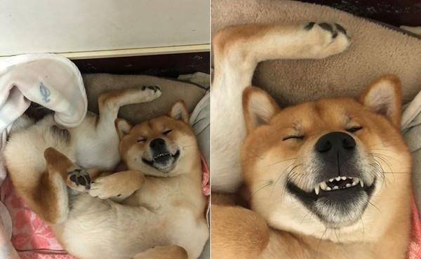 憨厚柴犬睡着了也在笑,还把脚放到头上,搞怪睡姿让人感觉到治愈
