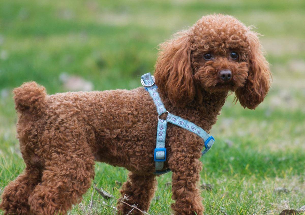 贵宾犬真的需要断尾吗?但确实有这几个好处_尾巴