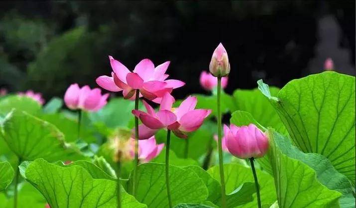 朦胧看世界·06-06 00:28模特莲花小王子近照曝光,10年变化成大叔