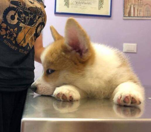 原创与生活为敌的柯基犬动不动就摆起一副厌世脸狗狗我太难了