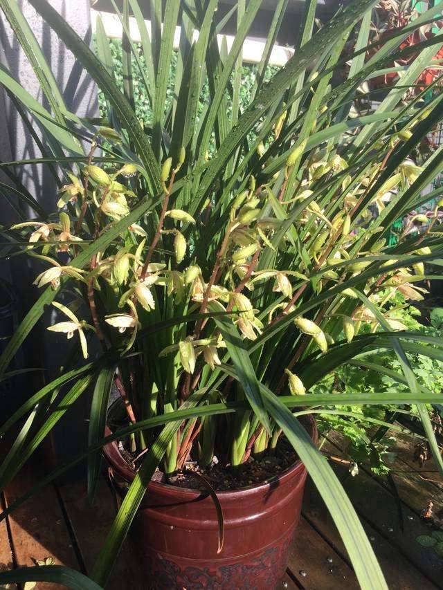 20年的兰花养成瀑布,开花如同放烟花,谁看了都忍不住羡慕
