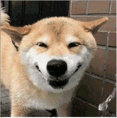 其实狗狗并不会微笑,它们的这种表情,只是正常生活中的一种表现,动物