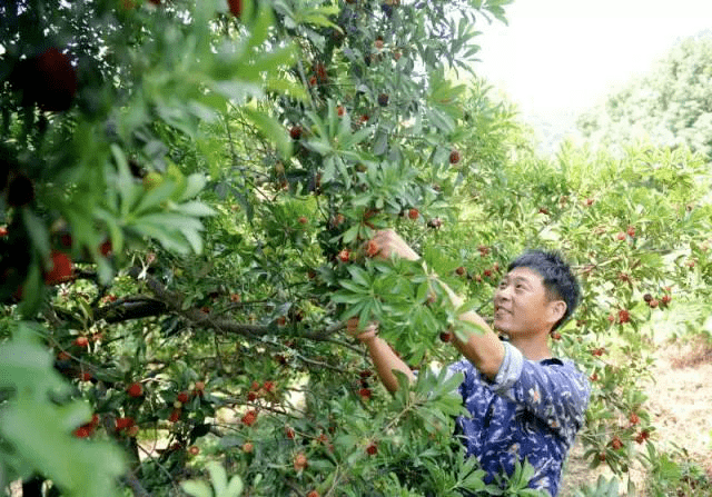 余姚市梁弄邱家杨梅生态园是余姚市农林局,文旅局,科技局合作指导的