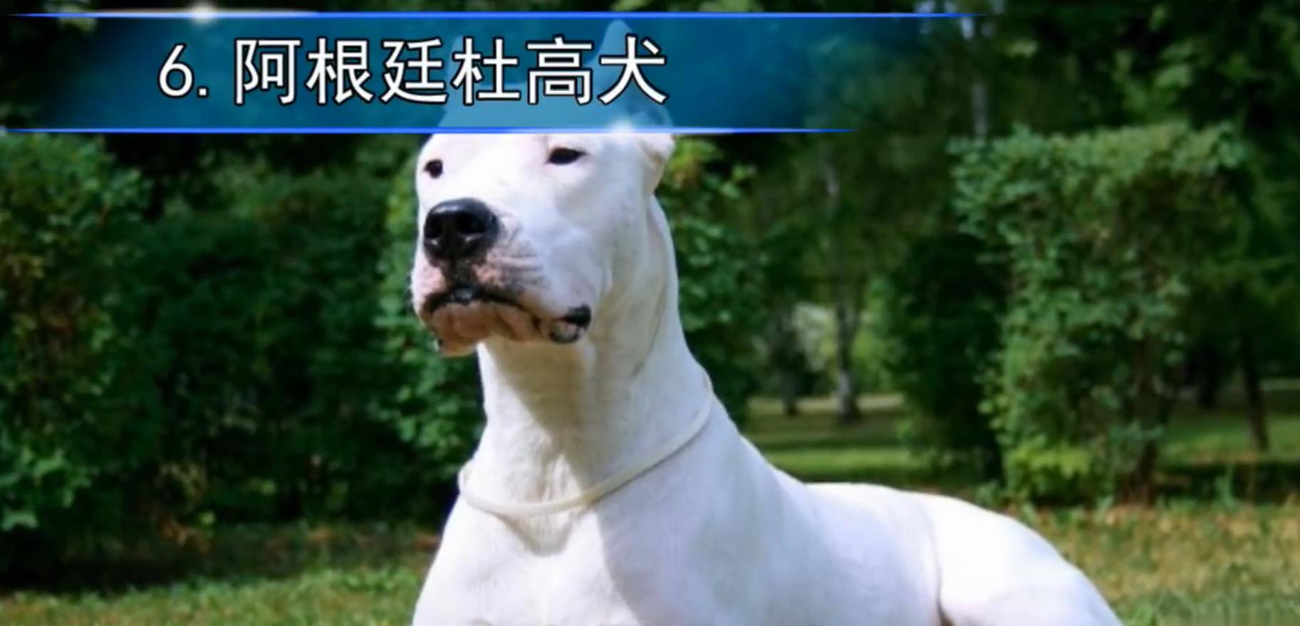 阿根廷杜高犬