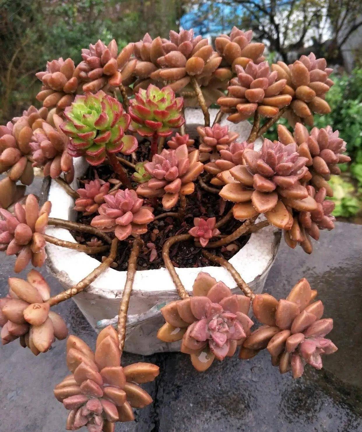 花友养多肉3年,全都养成了老桩,全靠这6个品种,真是太