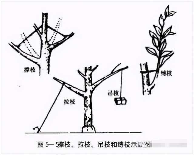 竹竿撑枝和石块等重物吊枝等方法,将植株主枝,侧枝改变生长方向,调节