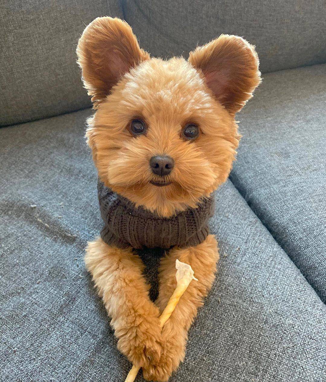 真泰迪贵宾犬狗狗天生耳朵圆滚滚火速网上爆红