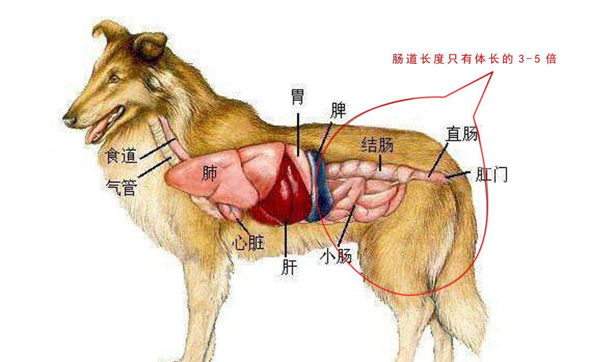 狗狗消化道的特点:;而适合捕获猎物,并将其撕成小块,进行吞食.