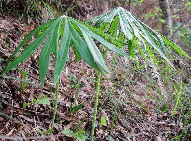 (雨伞草)