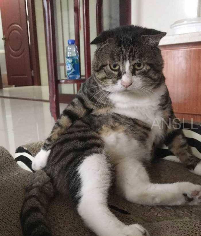 这只胖乎乎的虎斑猫,天生就是一个可爱的表情包!