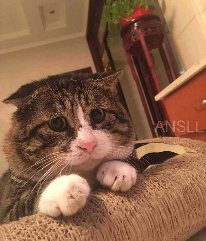 这只胖乎乎的虎斑猫,天生就是一个可爱的表情包!