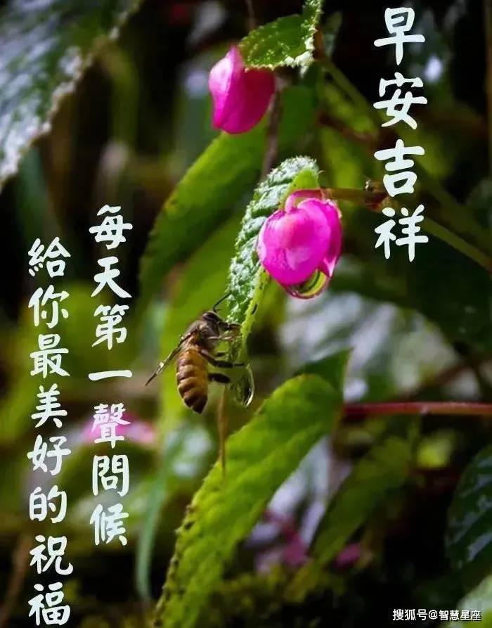 2021初五早上好图片,2021年初五早上好图片 2021年6月11日星期五早上好问候祝福动态表情图片