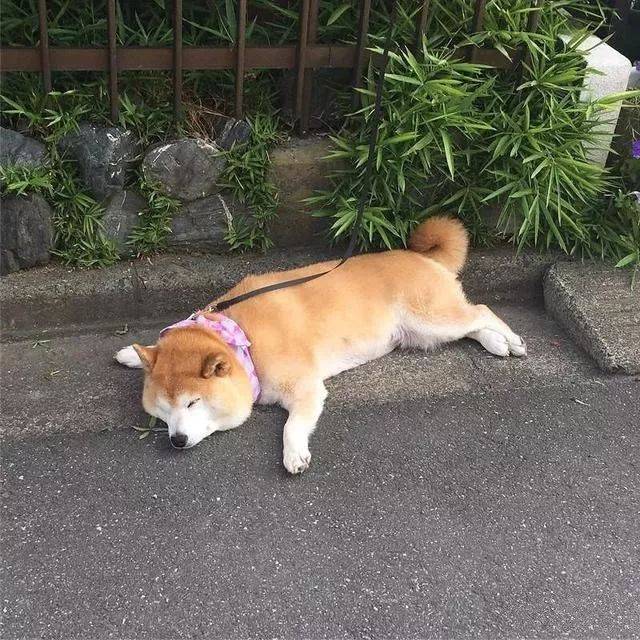 养柴犬需要注意些什么