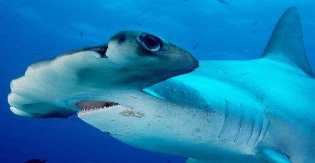 鲨鱼中的奇葩,脑袋长得像锤子,怪异长相能带来什么好处?