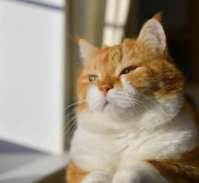 原创战斗民族的橘猫,长着招财猫的脸蛋,却霸气十足不怒自威