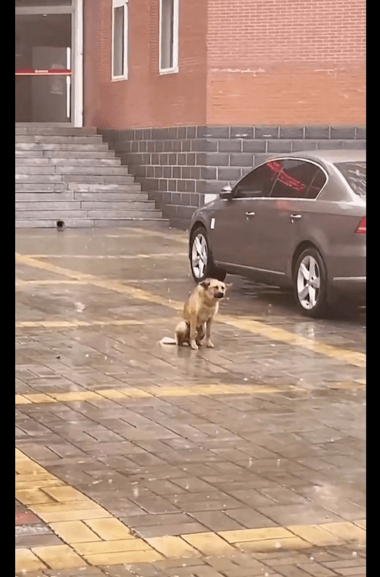 怪不得人们常说单身狗,你看这只狗狗在雨中是多么的可怜呀!