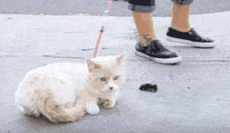 原创猫咪需要遛弯么?