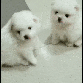 猛男落泪:为什么汪界的小朋友都辣么可爱