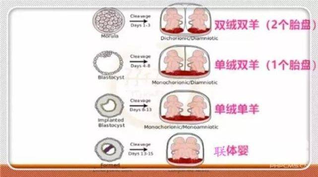 双绒双羊,单绒双羊,单绒单羊双胎,别再傻傻分不清