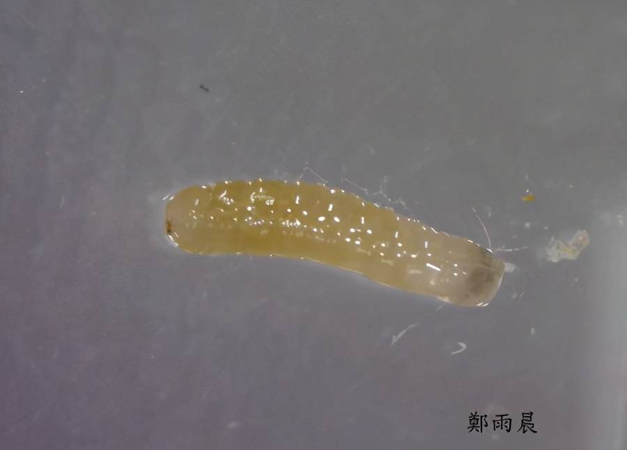 幼虫:蛆状,初为乳白色,老熟幼虫米黄色,前小后大,尾端最大,呈截形.